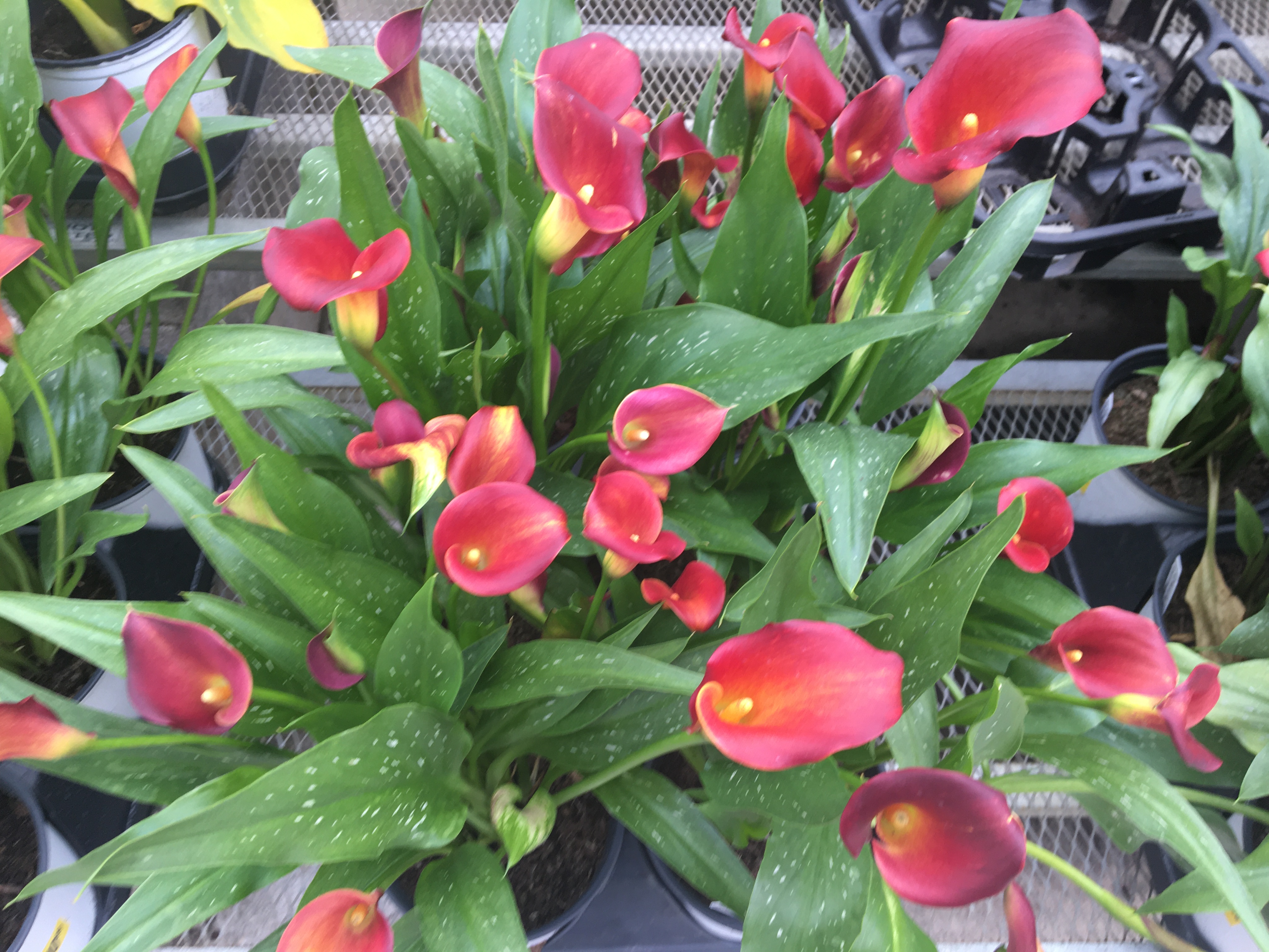 Calla lilies – from mythology to your backyard 